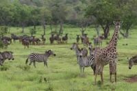 ����� �������� - Selous