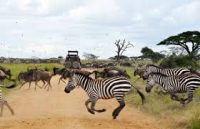 ���������� ���� Arusha