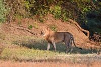 ���������� ���� Ruaha-�����