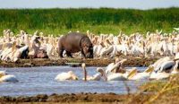 ���������� ���� Lake Manyara