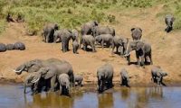 ���������� ���� Tarangire